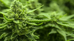Figure 1: Marijuana plants in the flowering phase produce strong scents, often deemed unpleasant by greenhouse neighbors.