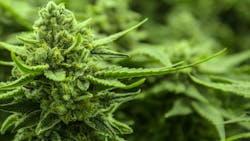 Figure 1: Marijuana plants in the flowering phase produce strong scents, often deemed unpleasant by greenhouse neighbors. Figure 1: Marijuana plants in the flowering phase produce strong scents, often deemed unpleasant by greenhouse neighbors.