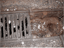 Research consistently shows that over 80% of positive bacterial tests in plants can be traced back to drains and floor areas. Research consistently shows that over 80% of positive bacterial tests in plants can be traced back to drains and floor areas.