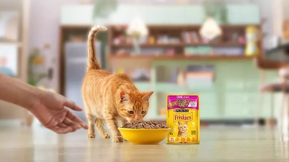 Cat eating Purina cat food