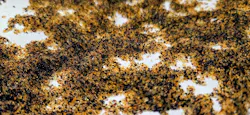 Figure 3. Ion exchange resin beads. Figure 3. Ion exchange resin beads.