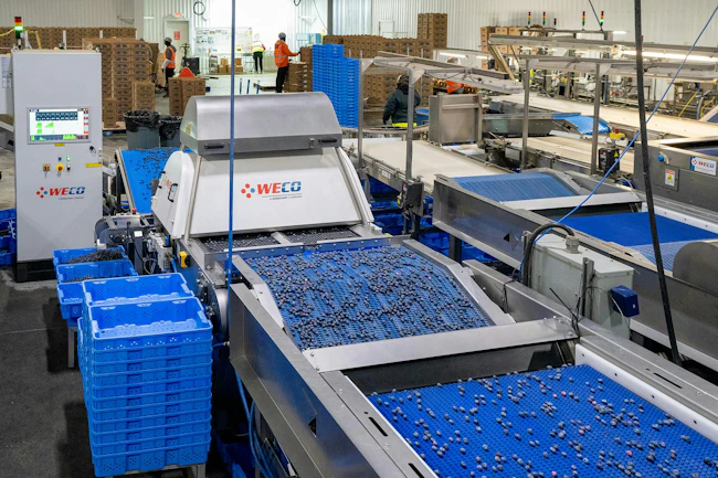 The WECO 360Tek optical sorter at H&A Farms.