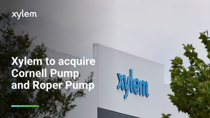 Xylem building